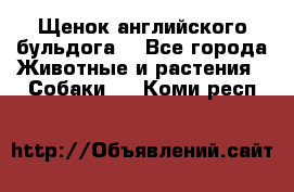 Щенок английского бульдога  - Все города Животные и растения » Собаки   . Коми респ.